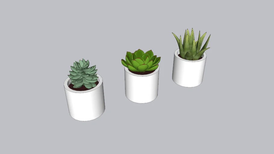 Succulents