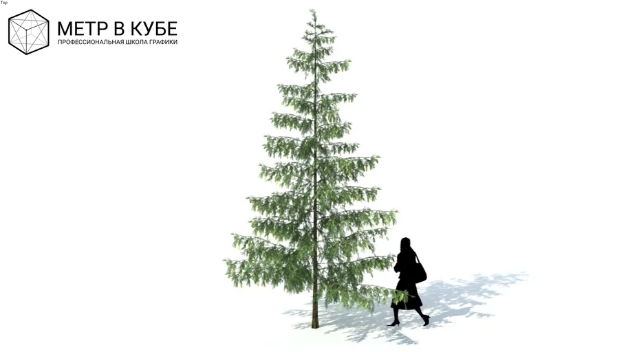 Low poly 3d conifer tree (050)