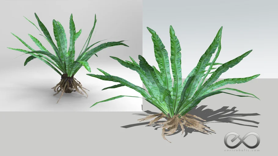 Asplenium Australasicum "Birds Nest Fern"