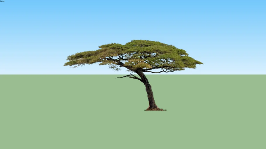 acacia tree