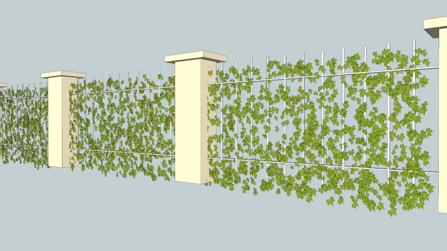 Ivy