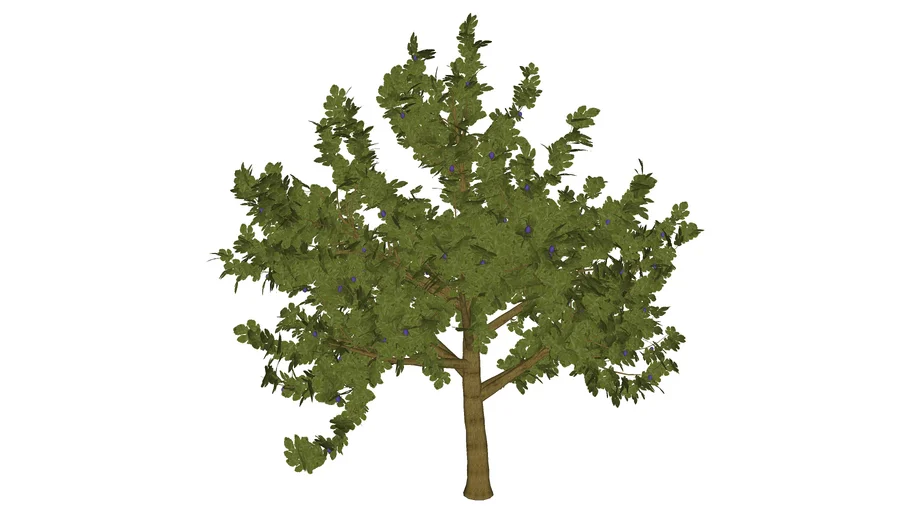 3D Generic Tree 04 - Fig Tree