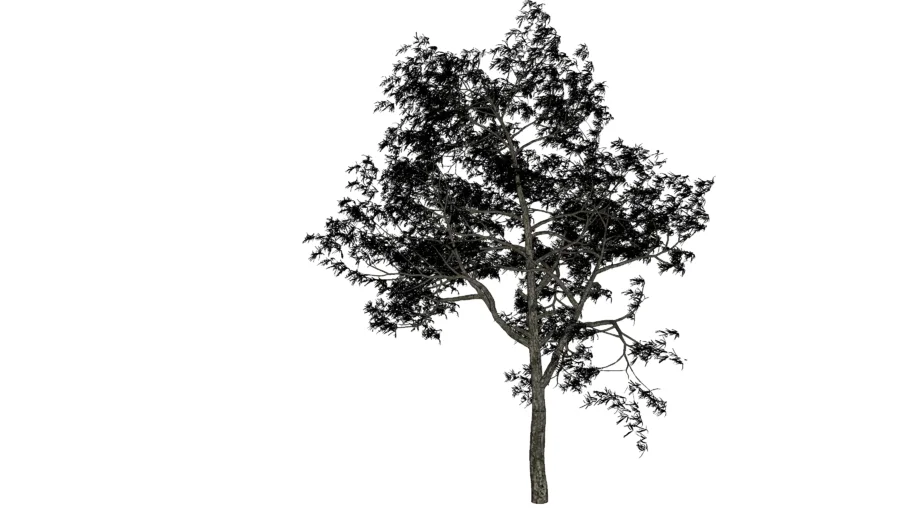 tree vic-01