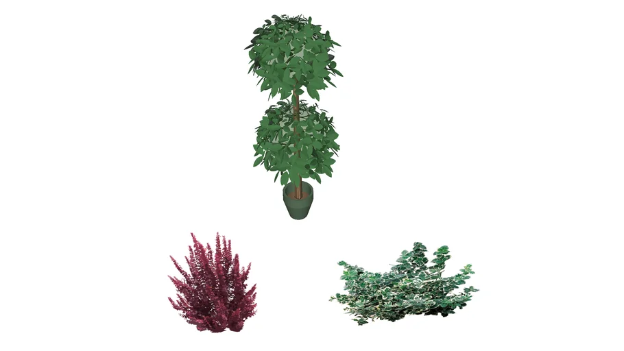 Plants