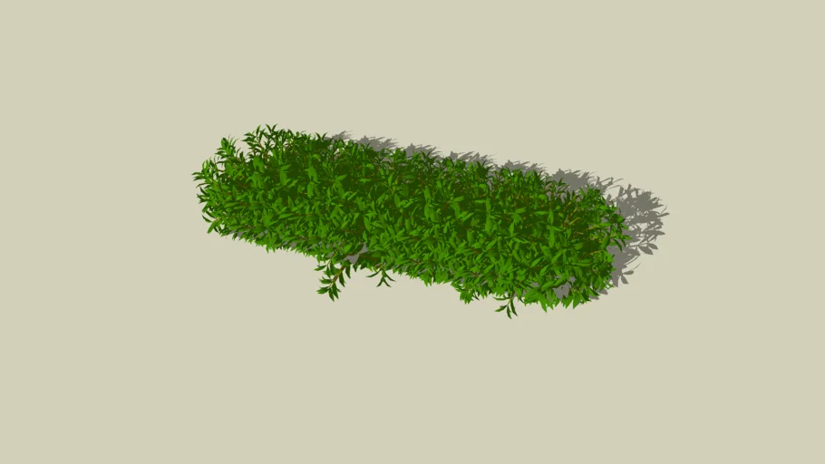 Shrubs & Bushes