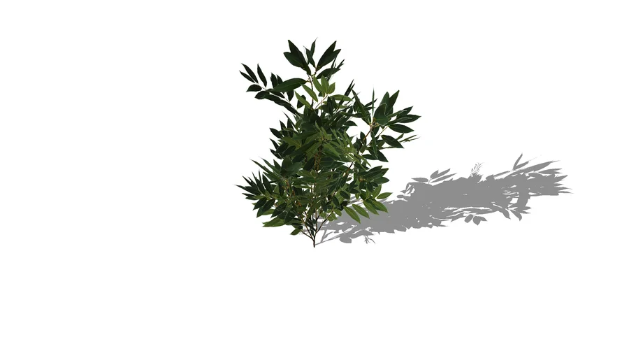 Laurus nobilis (bayleaf)