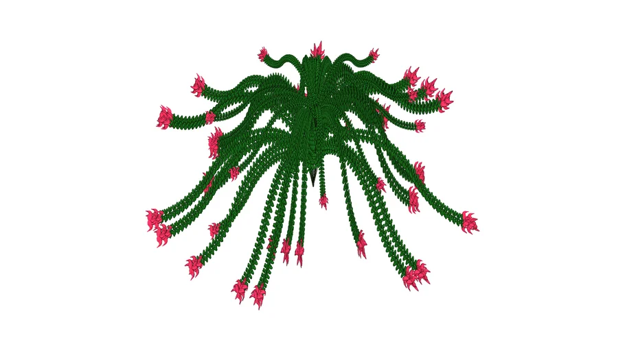 Grevillea lanigera 'Mount Tamboritha'