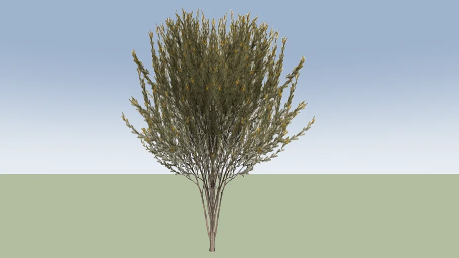 True Mulga (Acacia aneura)_4