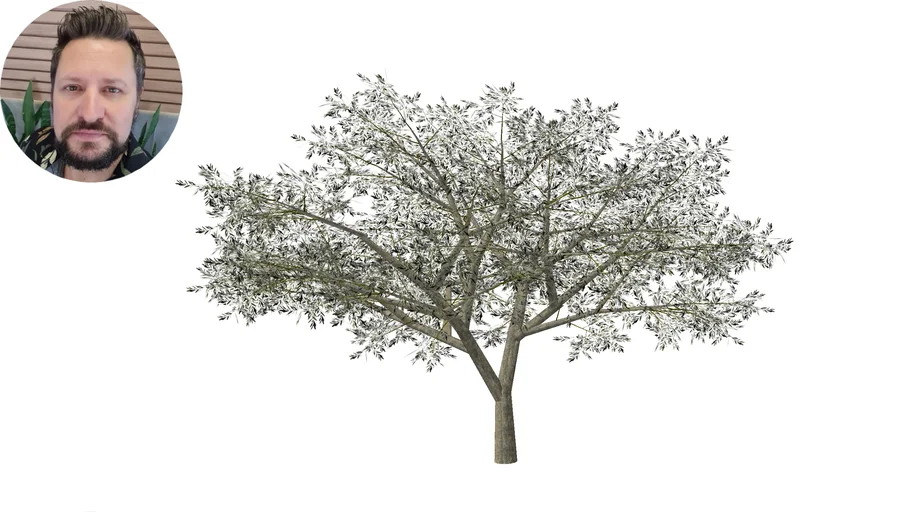Tataré (Chloroleucon tortum)