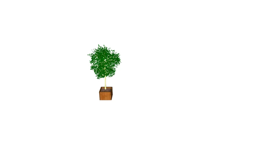 small tree