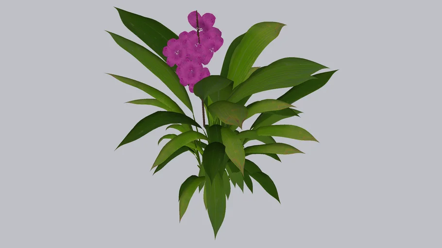 ORQUIDEA-ROXA (GRAPETE)