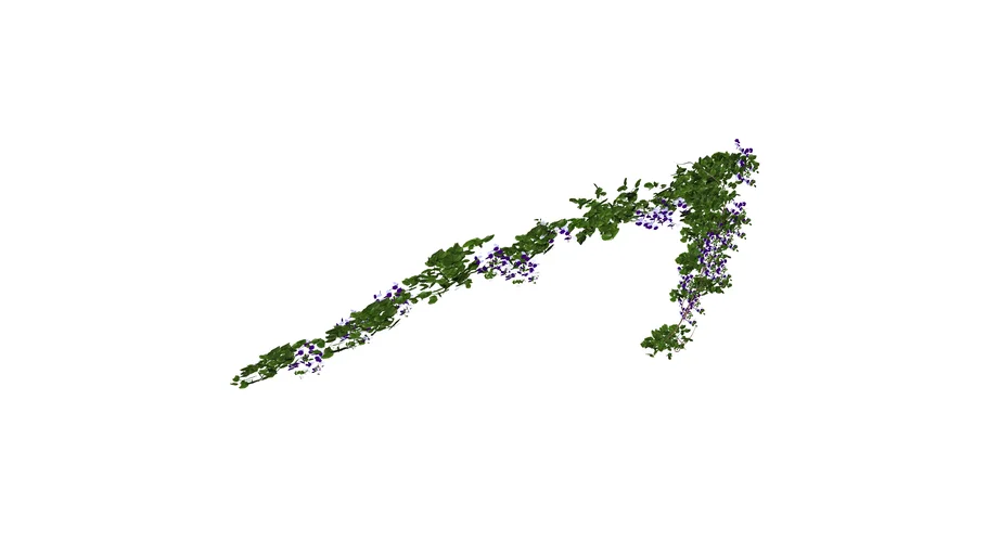 climbing flowers / klimplant / klimop