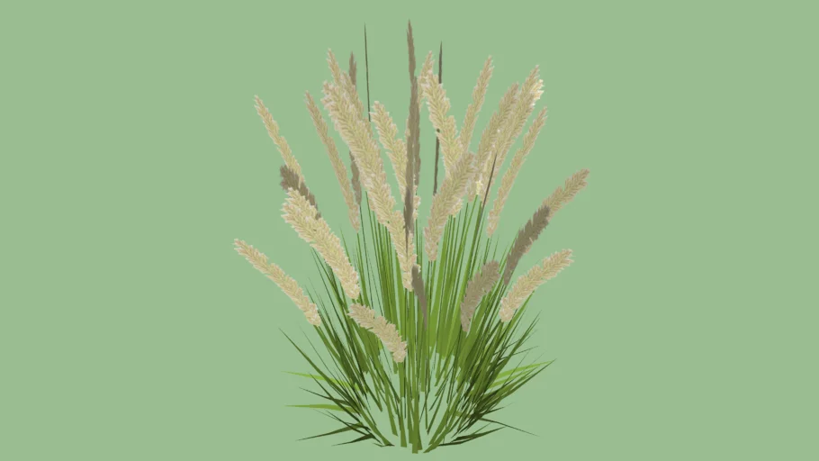 pampas