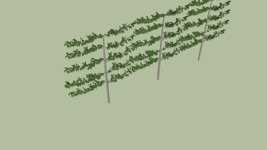 Espalier