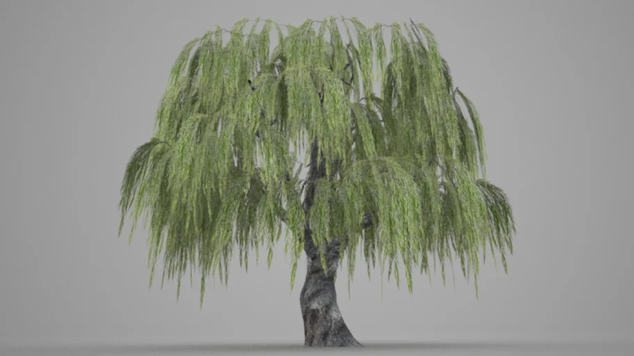 weeping willow