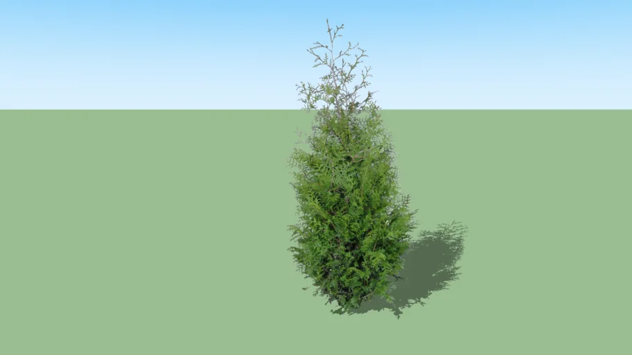 Thuja occidentalis 'Brabant'