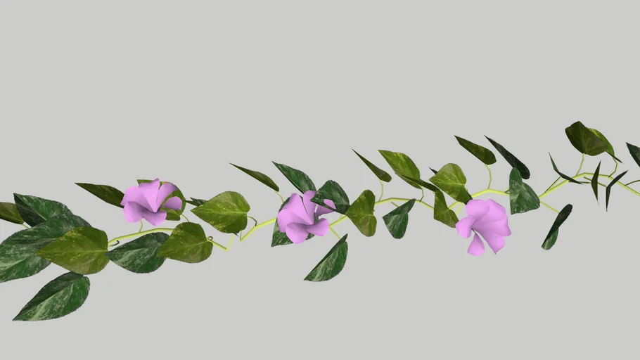 Ipomoea pes-caprae - Salsa da praia
