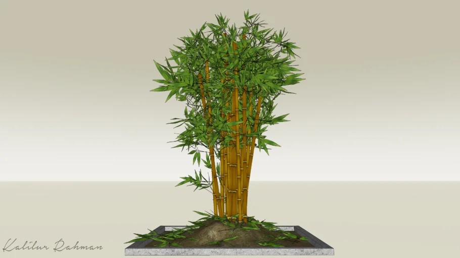 Bamboo