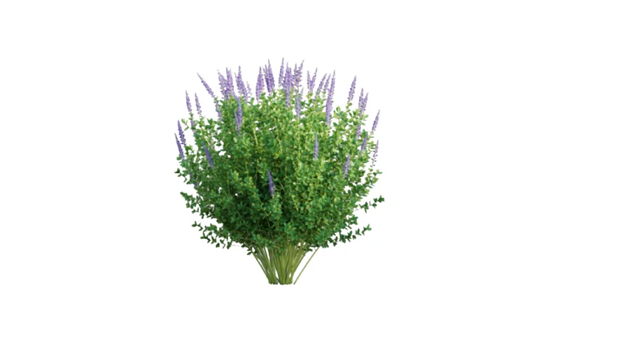 Baptisia australis - Blue False Indigo