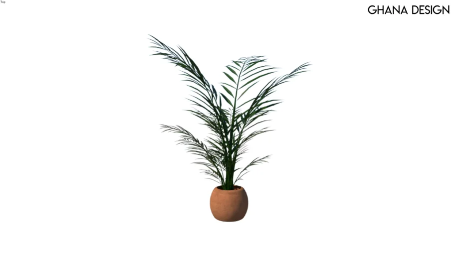 Home Palm Tree