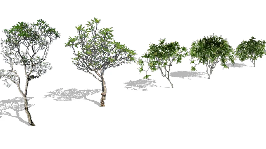 Kamboja Tree