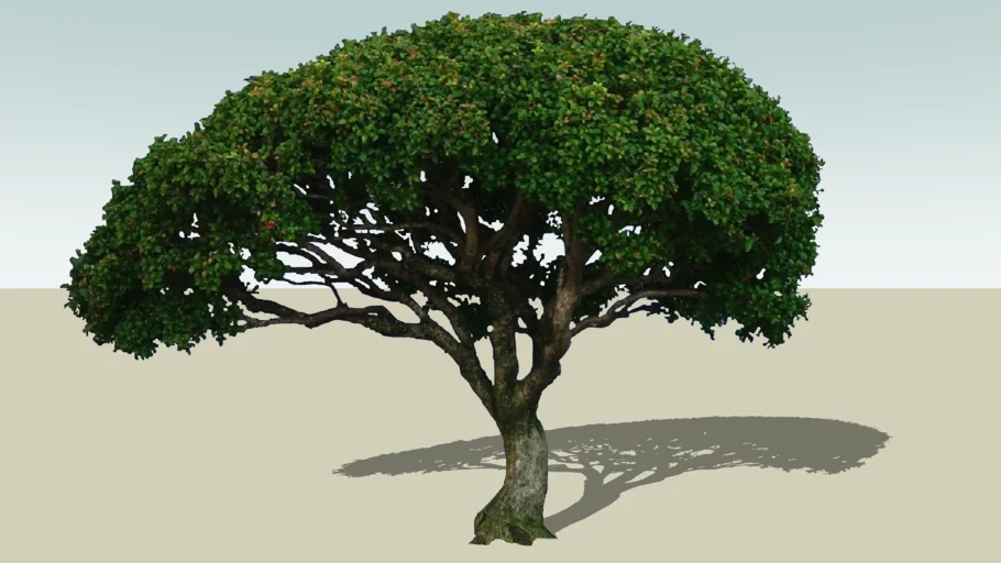 pohon