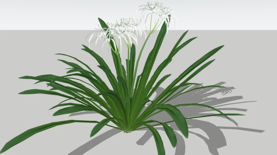 Bạch trinh biển - Hymenocallis littoralis