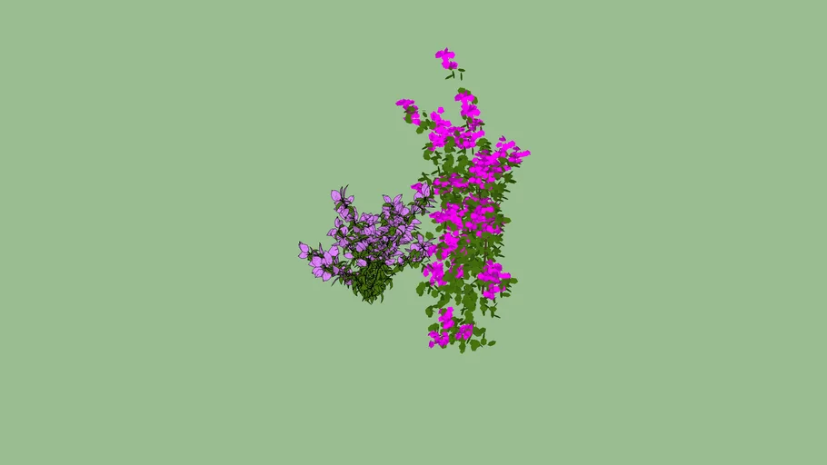 Primavera - bougainvillea