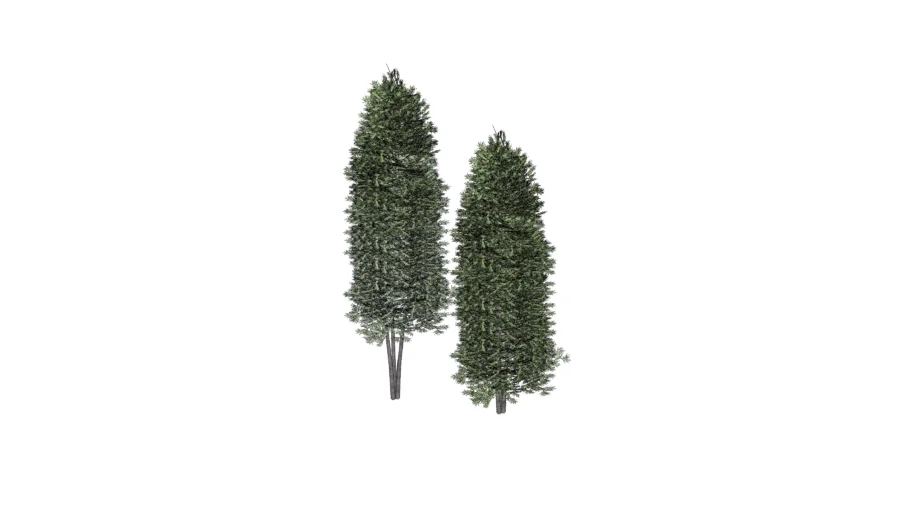 Juniper