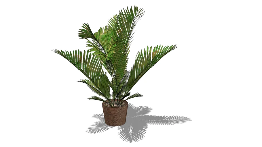 Palm+in+po