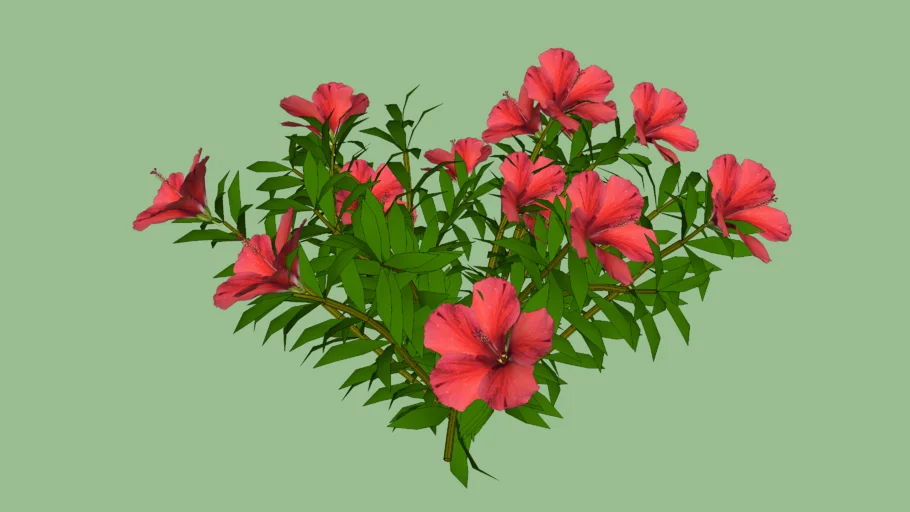 HIBISCO