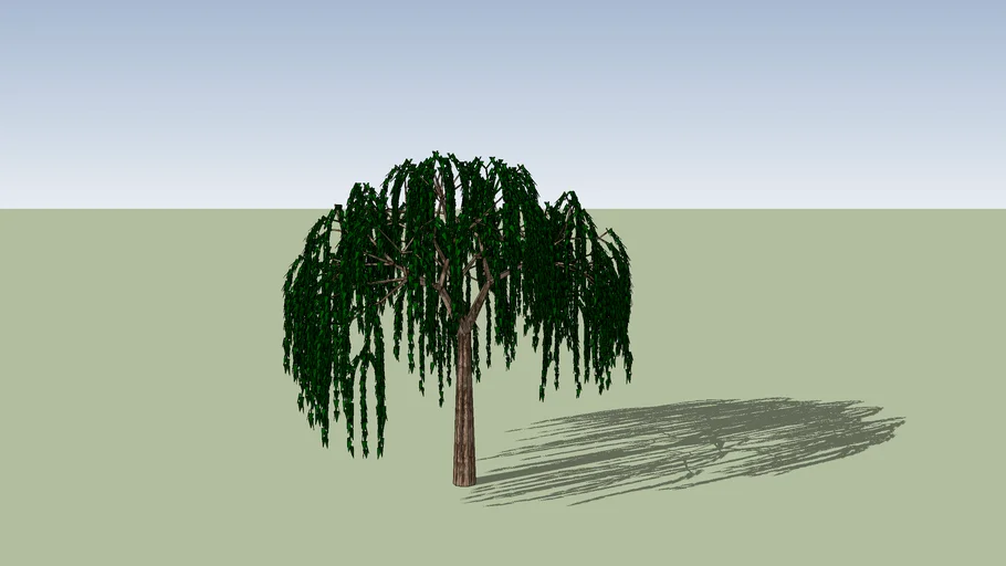 Salix babylonica
