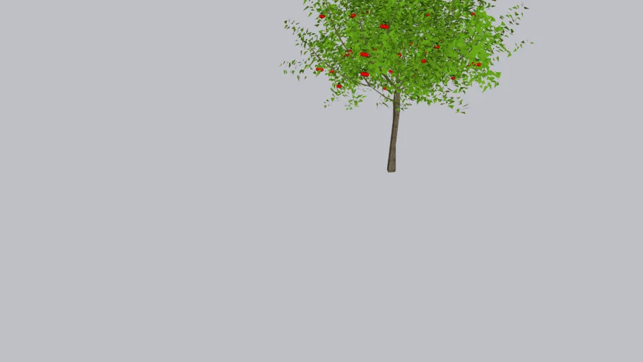 Acerola