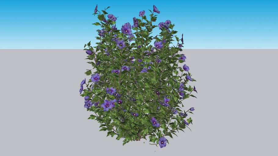 Azurri Blue Satin® Rose of Sharon - Hibiscus syriacus
