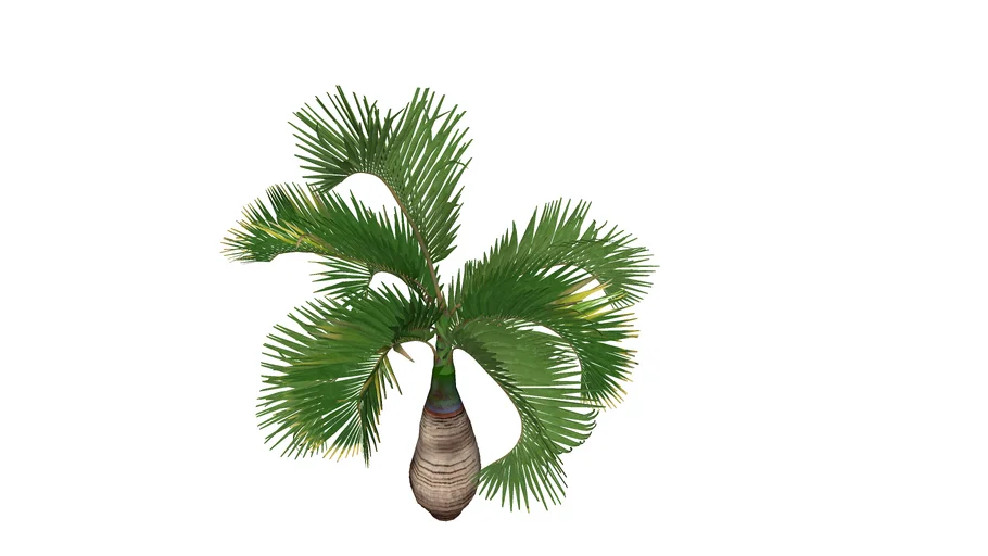 椰子樹 coconut trees