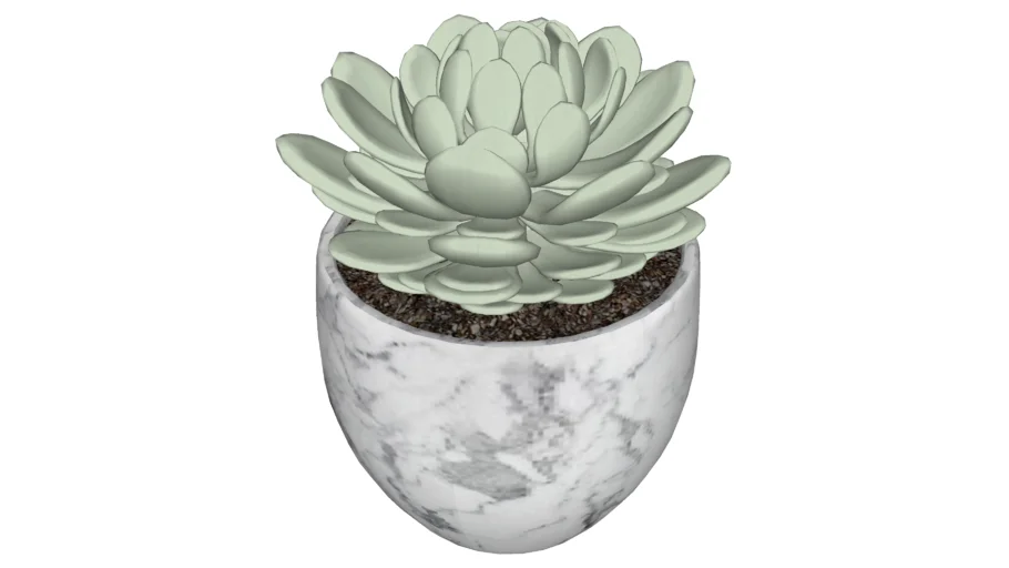 Vaso Suculenta