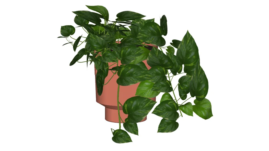 Golden Pothos Interior Plant