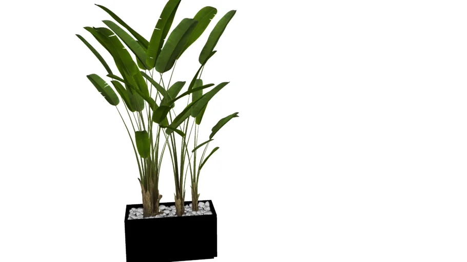 cây chuối cảnh