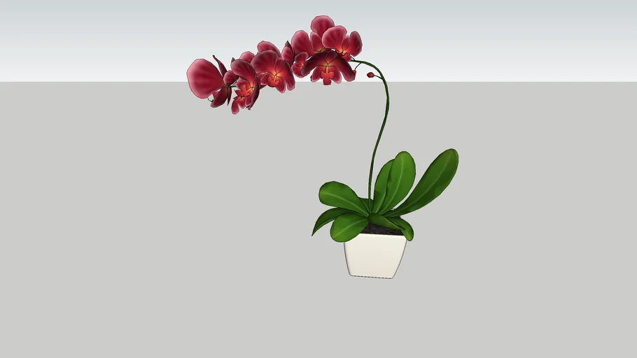 Decorative Orchid