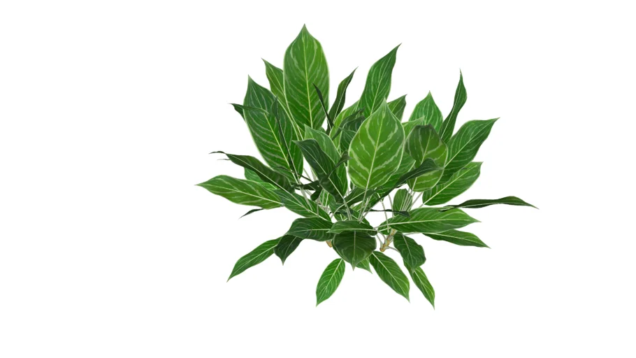 AGLAONEMA NITIDUM