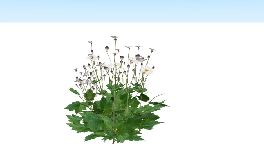 Anemone 'Honorine jobert'