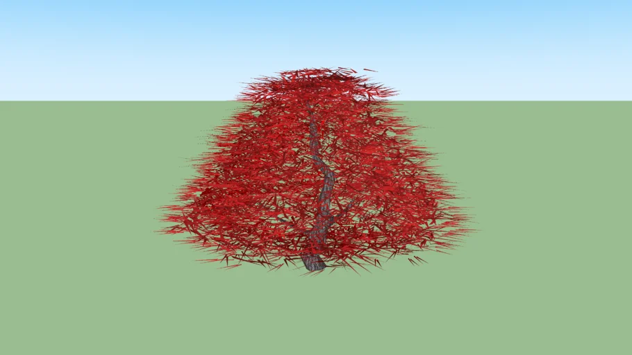 Japanese Maple Tree