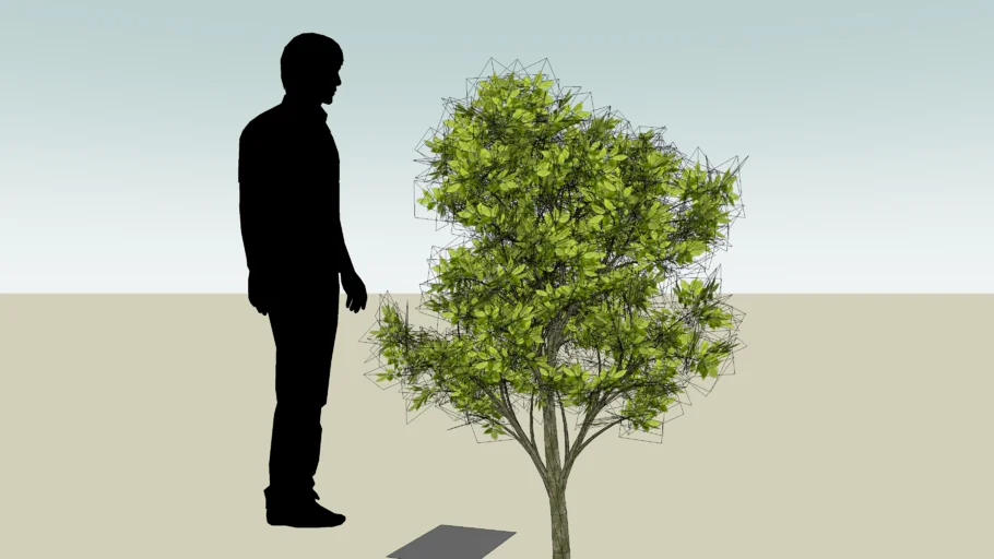 tree