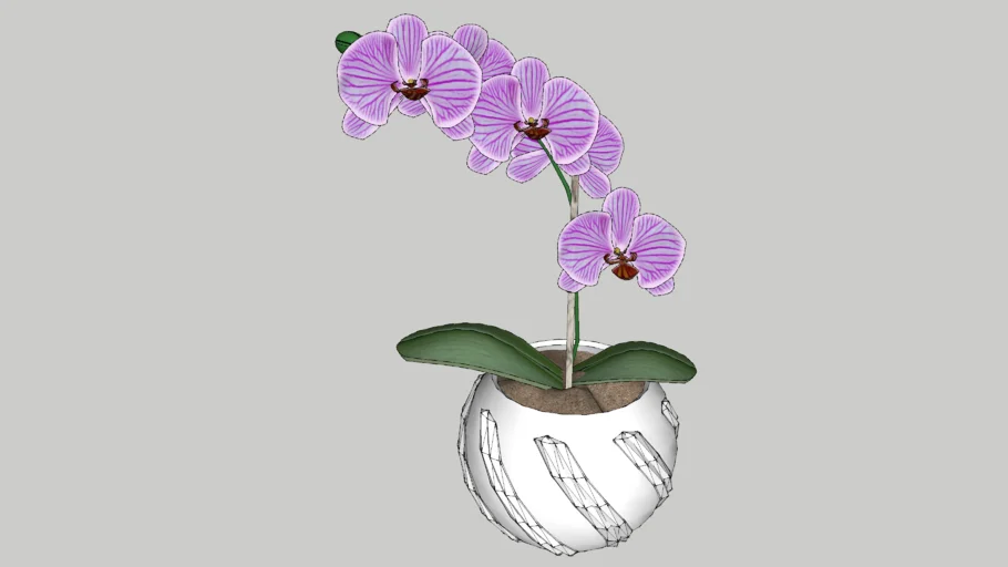 Pink orchid