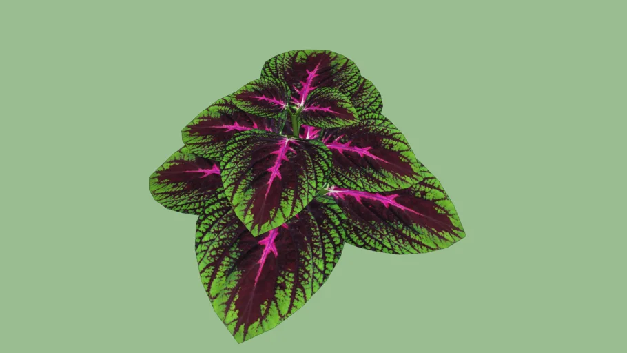 plant tropical