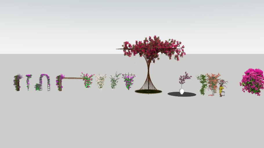 bougainvillea _ hoa giấy