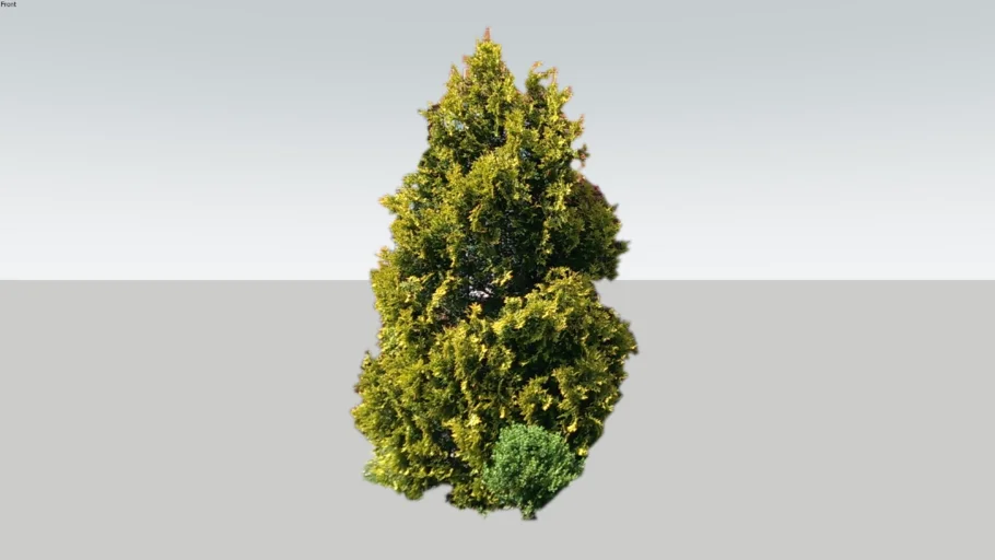 Pine Tree