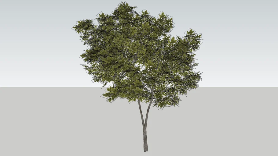 TREE 03