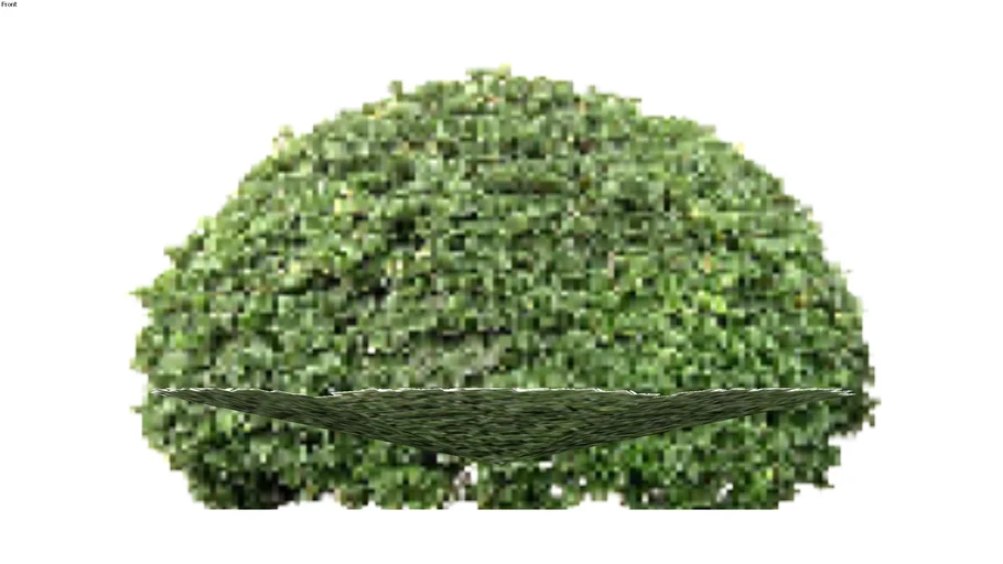 Shrubs - Upright - Pittosporum tobira - Japanese Cheesewood - Australian Laurel
