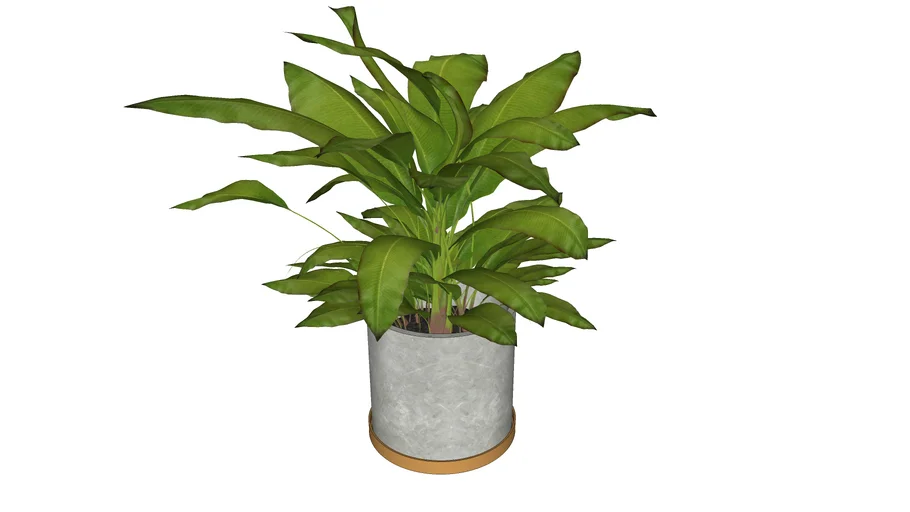 Plant + Pot